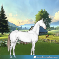 Horse Color:White Spotted Chestnut Sabino Splash Appaloosa Rabicano 