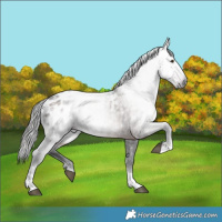 Horse Color:Gray Liver Chestnut Sabino Tobiano Appaloosa Rabicano 