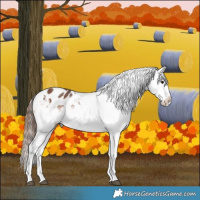 Horse Color:White Spotted Bay Appaloosa