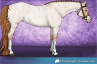 Horse Color:Red Dun Roan Splash Frame Rabicano 