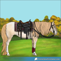 Horse Color:Buckskin Pearl 