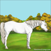 Horse Color:Gold Cream Champagne Appaloosa