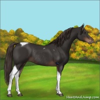 Horse Color:Liver Chestnut Tobiano Rabicano