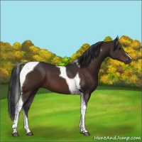 Horse Color:Brown Tobiano 