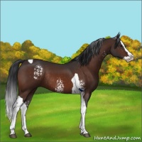 Horse Color:White Spotted Brown Splash Tobiano Rabicano