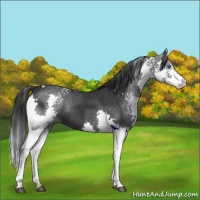 Horse Color:White Spotted Black Splash Tobiano Rabicano