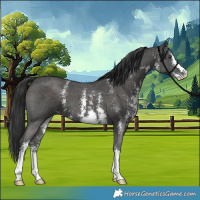 Horse Color:Liver Chestnut Sabino 