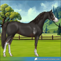 Horse Color:Liver Chestnut Sabino 