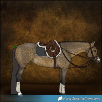 Horse Color:Buckskin Dun 