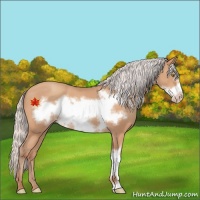 Horse Color:Silver Amber Champagne Frame 
