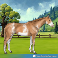 Horse Color:White Spotted Chestnut Frame 