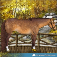 Horse Color:Chocolate Buckskin 