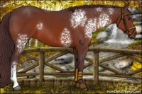 Horse Color:White Spotted Chocolate Brown