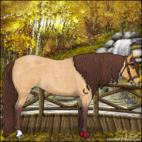 Horse Color:Chocolate Buckskin Roan 