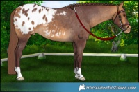 Horse Color:Chocolate Buckskin Appaloosa 
