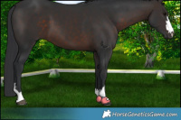 Horse Color:Brown 