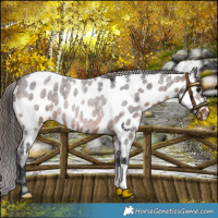 Horse Color:Brown Roan Appaloosa Rabicano 