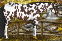 Horse Color:Brown Near Leopard 