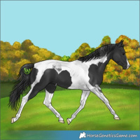 Horse Color:Black Tobiano 