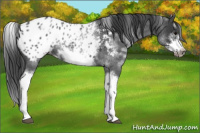Horse Color:White Spotted Blue Roan Splash Frame Appaloosa 