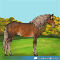 Horse Color:Chocolate Palomino 
