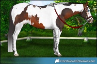 Horse Color:Bay Splash Tobiano Frame and Brown Splash Tobiano