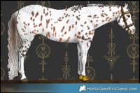 Horse Color:Bay Splash Tobiano Near Leopard 