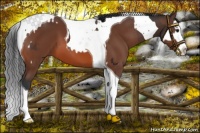 Horse Color:Brown Splash Tobiano  and Bay Splash Tobiano 