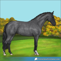 Horse Color:Blue Roan 