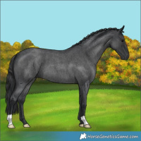 Horse Color:Blue Roan 