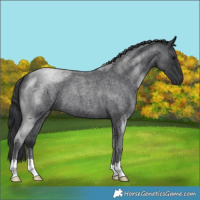 Horse Color:Blue Roan 