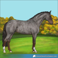 Horse Color:Liver Red Roan 