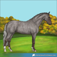 Horse Color:Silver Blue Roan 