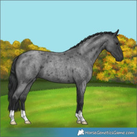 Horse Color:Blue Roan 