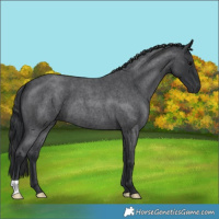 Horse Color:Blue Roan 
