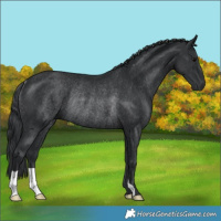 Horse Color:Black Rabicano 