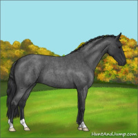 Horse Color:Blue Roan 