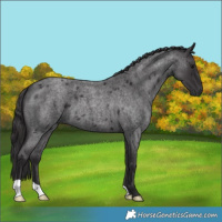 Horse Color:Smoky Blue Roan 