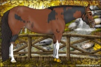 Horse Color:Brown Appaloosa and Brown Appaloosa
