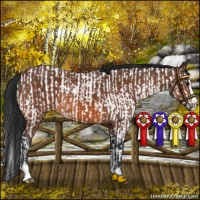 Horse Color:Brown Sabino Splash Near Fewspot  and Brown Sabino Splash Rabicano 
