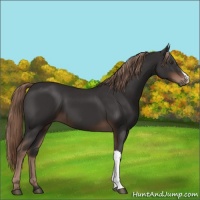 Horse Color:Liver Chestnut 