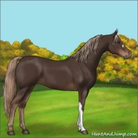 Horse Color:Liver Chestnut 