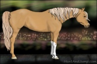 Horse Color:Palomino 