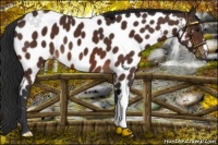 Horse Color:Brown Near Leopard 