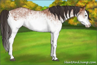 Horse Color:White Spotted Bay Splash  and White Spotted Bay Splash 