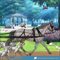 Horse Color:Brown Appaloosa