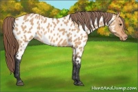 Horse Color:Bay Dun Appaloosa 