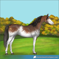 Horse Color:White Spotted Bay 