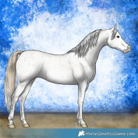 Horse Color:Buckskin Appaloosa 