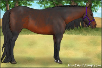 Horse Color:Brown 